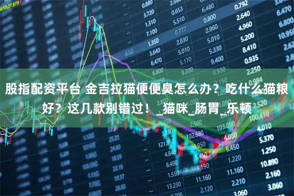 股指配资平台 金吉拉猫便便臭怎么办？吃什么猫粮好？这几款别错过！_猫咪_肠胃_乐顿